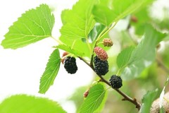 Blood Sugar Support Mulberry Leaf Powder 50g Pure Kuwa no Ha Tea Matcha Mixer