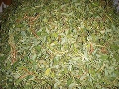 1 Cup Air Dried Stone breaker/Chamber Bitter/Chanca Piedra Herbal Tea.US grown.