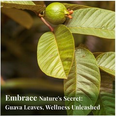 Organico Te Guayaba, Dried Guava Leaves, Hoja De Guayaba, Weight loss Tea 75Bags