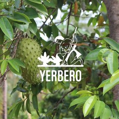 Yerbero Dried Graviola Soursop Leaves 4 oz | 100 Natural Tea from Mexico