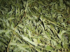 1 Cup Air Dried Stone breaker/Chamber Bitter/Chanca Piedra Herbal Tea.US grown.