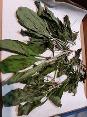 1 Cup Air Dried Broadleaf Plantain(whole plant); For Herbal Tea/Tincture/Salve.