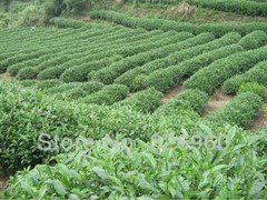 250g Fragrant Classic Tie GuanYin Oolong Tea TiKuanYin Green Tea Anxi Tieguanyin