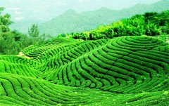 about8~10 pcs Yunnan Glutinous Rice taste Puer Tea Puer 50gMini Cooked Tuocha