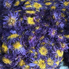 Ceylon Dried Blue Lotus Nymphaea Caerulea 100% Organic Herbal Hand Picked Flower