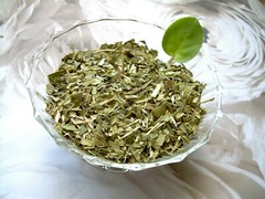 Tea Herb Infusion South American Yerba Mate and Organic Peppermint Leaf Blend