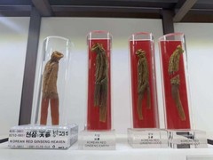 Korean 6 Year Red Ginseng Root Good Grade 40 Ji 300g ( 24Root ) 10% Top Grade