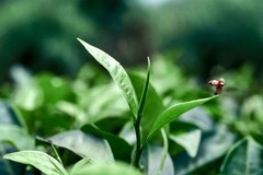 Darjeeling Tea (FRESH FIRST FLUSH 2026) MIM SFTGFOP I CH. SPECIAL