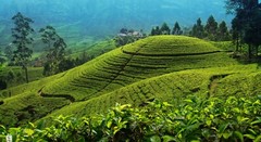 Black Tea Fresh Single Estate Ceylon Orange Pekoe OP – Loose Leaf Tea