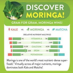 Moringa Tea Bags Bulk, 93 Nutrients Superfood, Moringa Energy Life, 112 Tea Bags