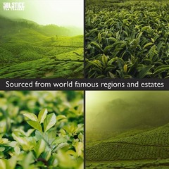 Solstice Loose Leaf Sencha Green Tea Japanese Style Bulk 16 oz 1 LB Bag