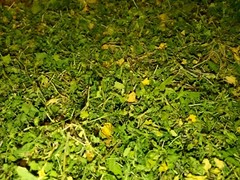 1 Cup Dried Common Chickweed For Tea or Salva.US grown.
