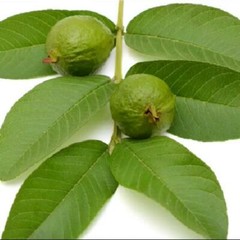 110 PC’S FRESH ORGANIC GUAVA LEAVES TEXAS GROWN GREEN Tea Hojas de Guayaba