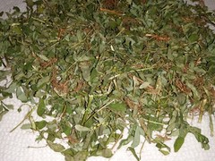1 Cup Air Dried Stone breaker/Chamber Bitter/Chanca Piedra Herbal Tea.US grown.