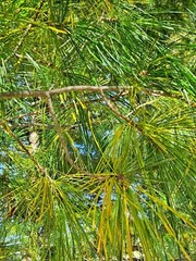 White Pine Tea Needles Organic Infusion Fresh Picked Wild Wisconsin Grown