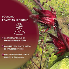 Organic Hibiscus Tea – 8 Oz, Loose Leaf, Cut and Sifted – 100% Egyptian Hibiscus