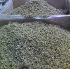 DAMIANA herb tea bulk leaf c/s cut organic tea brew wild crafted WHOLESALE