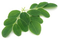 Moringa Peppermint Tea Bags 3-Pack (90) Caffeine-Free With Organic Moringa Leaf