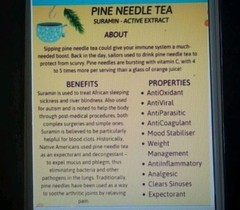 10 Pc LOT:BUY 3 GET 1 FREE Organic EASTERN WHITE Pine Needle Tea Bags Fresh Tree