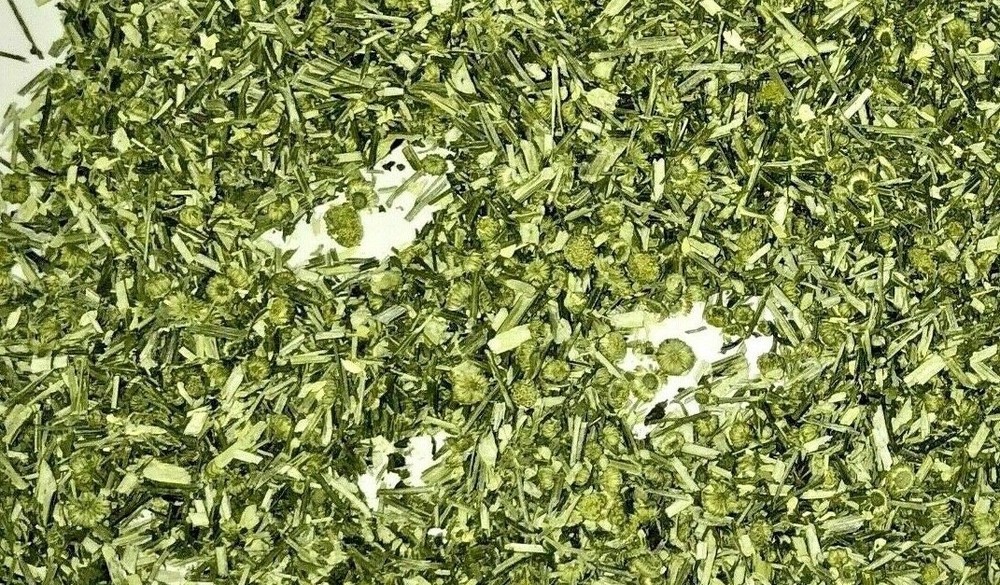 Herb Feverfew (Certified Organic) leaves herbal flowers – grown in Usa