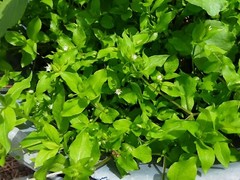 1 Cup Dried Common Chickweed For Tea or Salva.US grown.