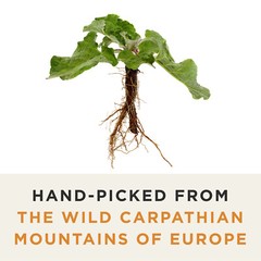 Organic Burdock Root Tea – Caffeine Free – Pharmacopoeia Quality