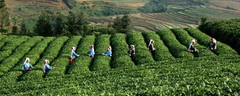 Aged Shu Pu-erh Tea 50g – Traditional Chinese Ripe Puerh Dark Tea Loose