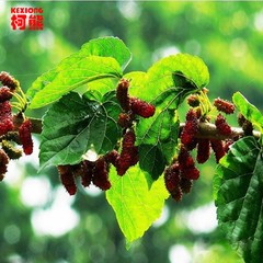 Top Grade 100% Purely Natural Organic Folium Mori Extract Powder Mulberry Powder