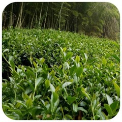 Taiwan High Mountain Oolong Tea / Shanlinxi High Mountain | Loose Leaf Tea 150g