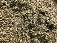 No.31 Mix – Clove Coltsfoot Skullcap Spearmint Mullein Lavender Raspberry Leaf