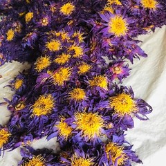 Ceylon Dried Blue Lotus Nymphaea Caerulea 100% Organic Herbal Hand Picked Flower