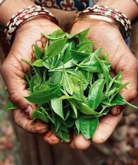 Ceylon Black Tea Organic Natural BOPF Tea
