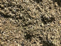No.31 Mix – Clove Coltsfoot Skullcap Spearmint Mullein Lavender Raspberry Leaf