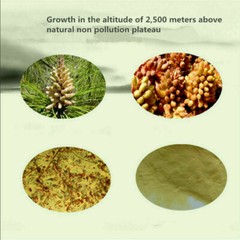 10bags*50g Wild Harvested Shell-broken Pine Pollen Powder