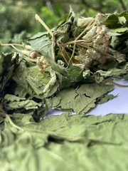 Calea Zacatechichi Mexican Dream Herb Lucid Dream Pure Dried Leaves Herbal Tea