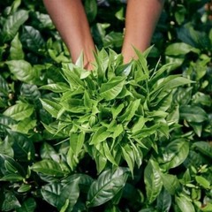 Ceylon Tea – Premium Loose Leaf Black Tea