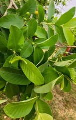 110 PC’S FRESH ORGANIC GUAVA LEAVES TEXAS GROWN GREEN Tea Hojas de Guayaba