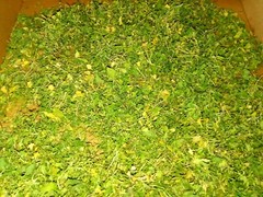 1 Cup Dried Common Chickweed For Tea or Salva.US grown.