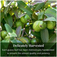 Organico Te Guayaba, Dried Guava Leaves, Hoja De Guayaba, Weight loss Tea 75Bags