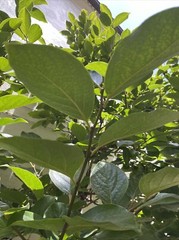 Lower Blood sugar naturally 20 fresh Organic Persimmon leaves for tea. Large