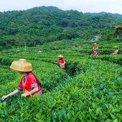 250g Chinese Oolong Tea Tikuanyin Green Tea Anxi Tie Guan Yin Natural Organic 乌龙