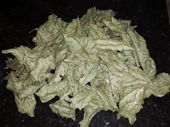 1 Cup Air Dried Guava Leaves; Herbal Tea.US grown.