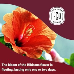 Organic Hibiscus Tea, 100 Count, Eco-Conscious Tea Bags, Caffeine Free, Packa…