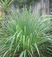 Lemongrass Tea Leaves Cut Lemon Grass tea Herb Organic pure natural USA