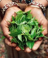 100% Pure Ceylon Black Tea