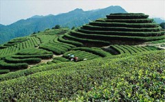 250g Fragrant Classic Tie GuanYin Oolong Tea TiKuanYin Green Tea Anxi Tieguanyin