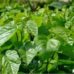 50g Mulberry Leaf Tea Natural Dried Loose Leaves Health Care Chinese Herbal Tea