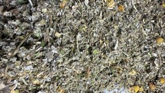 Marshmallow Raspberry Mullein Skullcap Spearmint Chamomile — No.91 Herbal Blend