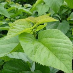 Mulberry Leaf Tea Natural Dried Chinese Herbal Tea Premium Loose Leaf 50g