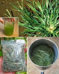 Ayurvedic Dry paragis plant and Powder Eleusine indica Goose Grass 100gr